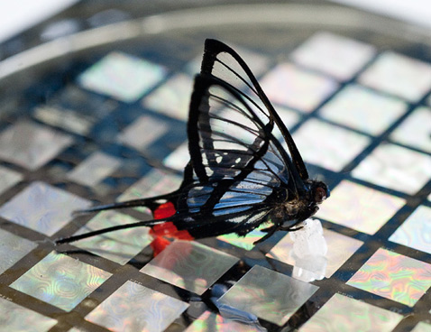 Ещё одна иллюстрация чувствительности стэнфордского сенсора: он регистрирует прикосновения перуанской бабочки <i>Chorinea faunus</i> (фото L.A. Cicero/Stanford University).