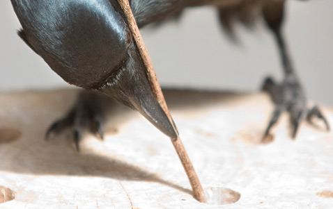 "Вероятно, на распространение орудий труда среди птиц повлияли и другие факторы, однако сейчас мы можем утверждать, что воронам такая стратегия добывания пищи крайне выгодна в эволюционном плане", – резюмирует Бирхоп (фото Simon Walker).